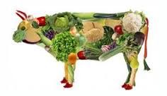 mucca dieta vegetariana