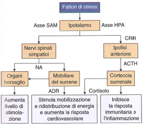 funzioni ipotalamo sovrallenamento-stress