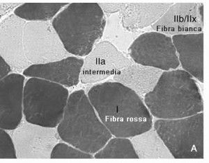 ipertrofia muscolare bodybuilding ipertrofia fibre muscolari