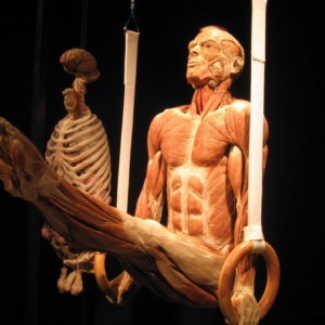 anatomia muscoli I meccanismi dell'ipertrofia muscolare