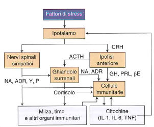 grafico stress sovrallenamento-ormoni