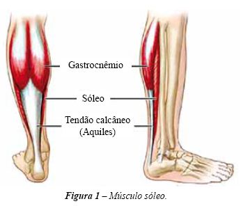 muscolo soleo Anatomia polpacci