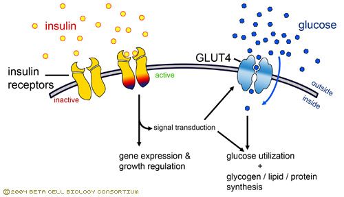 vene addome glut4 insulina glucosio