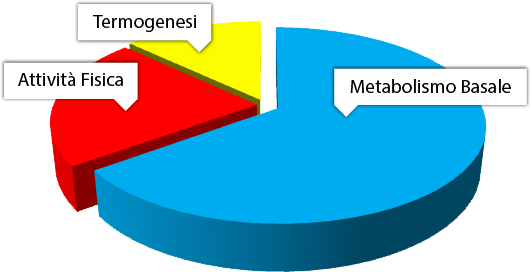 tdee fabbisogno-energetico-giornaliero