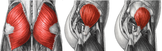 anatomia gluteo Anatomia del piccolo medio e grande gluteo