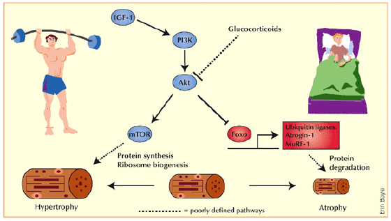 schema ipertrofia ipertrofia glutei