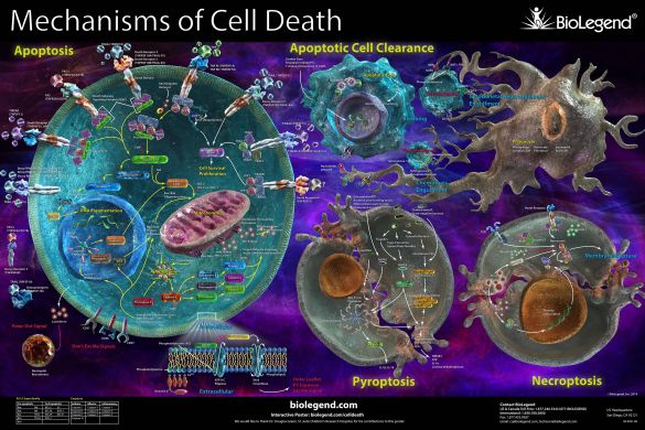 digiuno giovinezza digiuno rinnovamento cellulare