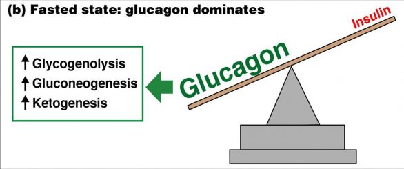 glucagone Glucagone