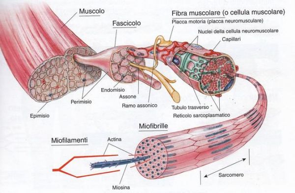 ipertrofia muscolo scheletrico ipertrofia muscolo scheletrico