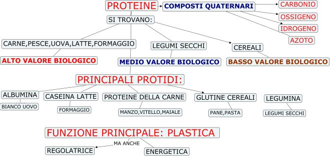 funzioni proteine proteine macronutriente