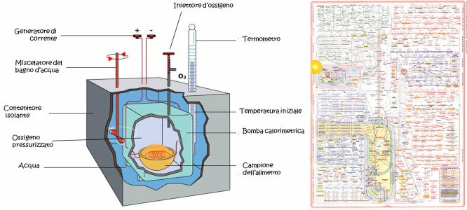 bomba calorimetrica calorie-metaboliche